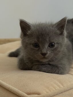 🐾 Na predaj krásne, prítulné mačiatka - 5