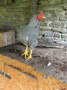 Leghorn a Amrox - 5