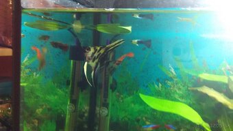 Akvárium a príslušenstvo - 5