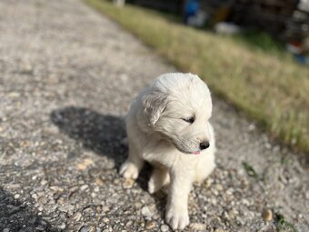 Predám šteniatka slovenského čuvača bez PP - 5