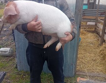 Landras X duroc 30-35kg - 5