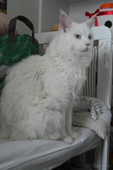 Mainská mývalia - maine coon - MCO - biela modrooka mačička - 5
