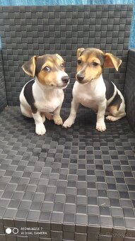 Jack Russell terier. - 5