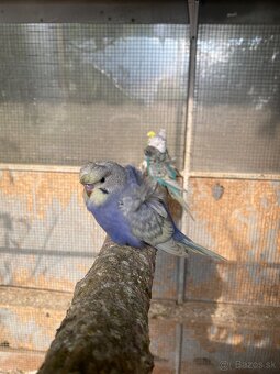 Hagoromo andulky - 5