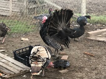 Moriak bronzový - predám - 5