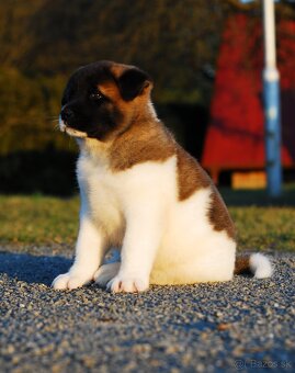 Americka akita - 5