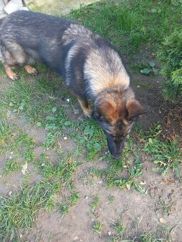 Predám ČISTOKRVNÉÚkrásnu tmavú vlkošedú sučku NO - 5