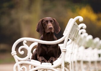 Německý ohař krátkosrstý - 5