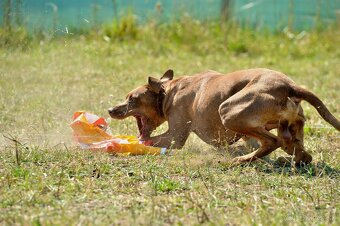 Louisianský leopardí pes Catahoula krytie - 5
