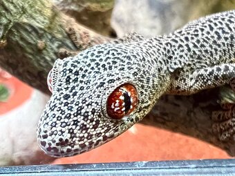 Strophurus taenicauda - 5