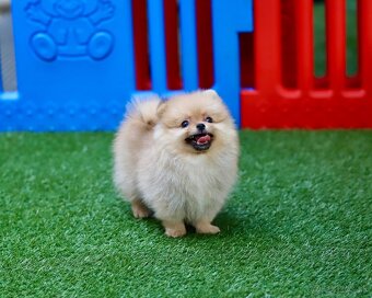 Pomeranian šťeňátka s PP - 5