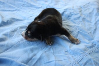 Ponúkam šteniatka - 5