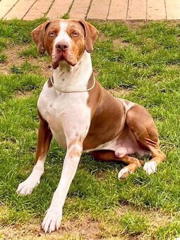 Louisianský leopardí pes - šteniatka s PP - 5