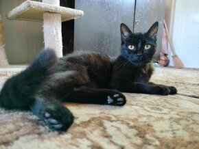 Darujem krásnu čiernu okatú mačičku Arianu - 5