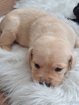 Labrador šteniatka - 5