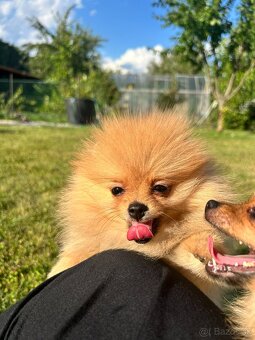 Pomeranian s PP, chovatelská stanica Nucháčik poms - 5