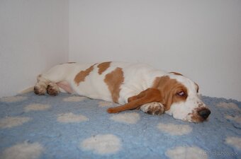 Basset hound šteniatko - 5