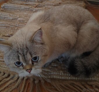 Britská krátkosrstá mačka - 5