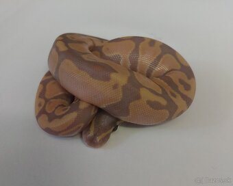 Python regius CB/24, Boa c. Doprava po SR/Faunia/ZE/Akvatera - 5