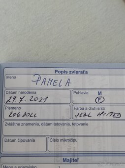 Ragdoll mačka - 5