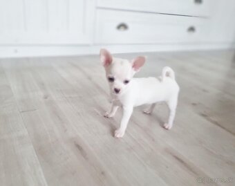 Predám čivava(chihuahua) - 5
