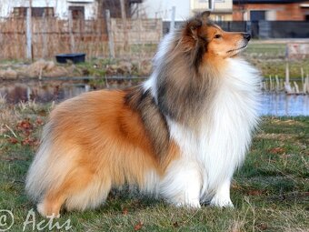 Kólia dlhosrstá s PP - 5