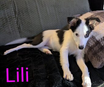 Border kolia tricolor - 5