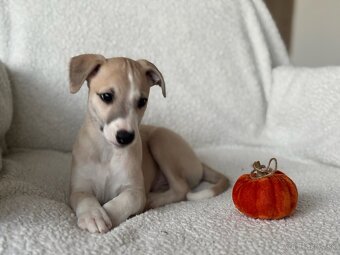 Vipet s preukazom pôvodu - 5