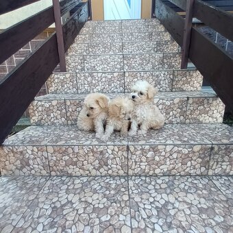 Maltipoo - 5