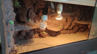terarium - 5