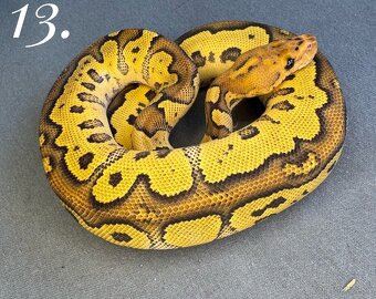 Predam mláďatá Python regius 2024 - 5