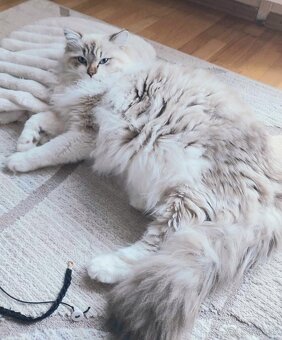 Ragdoll kocurik - 5