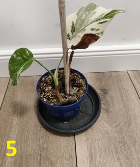 Monstera albo Variegata - 5