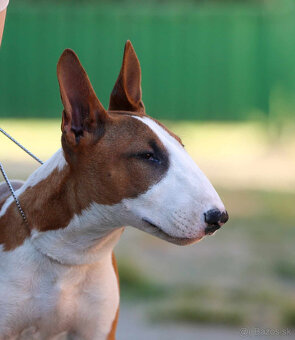 Bullterrier, Bullterier, Bulterier - 5