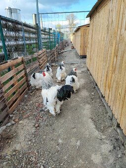 Brahmanka čierna a Columbia biela - 5