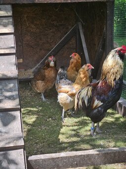 Kmeň araucana 4+1 - 5