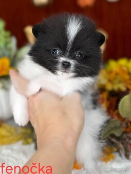 Pomeranian mini - 5