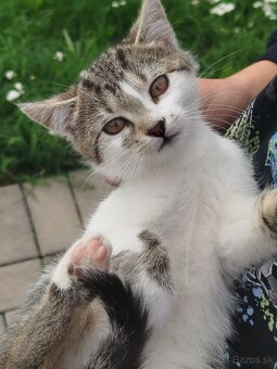 Darujem mačiatka - 5