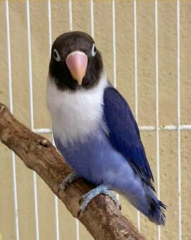 Agapornis škraboškovy - 5