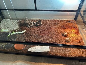 Suchozemské korytnačky s terariom - 5