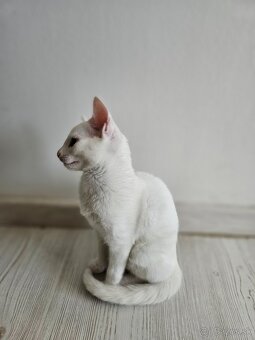 Ruská modrá mačka v bielej variante - 5