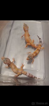 Gekončik nočny - 5