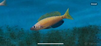 Africké cichlidy, rôzne druhy - 5