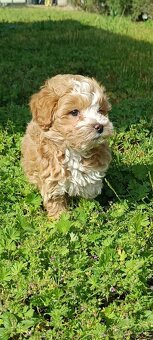 Mini maltipoo - 5
