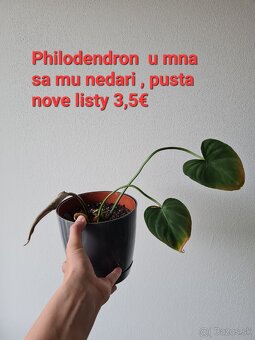 Epipremnum, philodendron a iné izbovky - 5