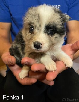 Border kólia - šteniatka - 5