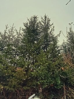 Vianočný stromček - smrek. - 5