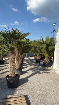 Washingtonia robusta - 5