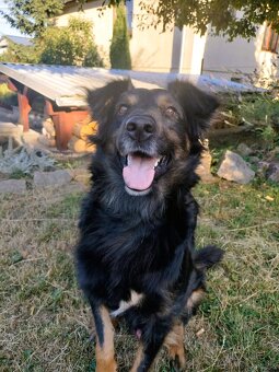 Darujeme super spoločníka a strážcu Luisa - mix hovawart - 5