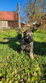 nemecký ovčiak šteniatka - 5